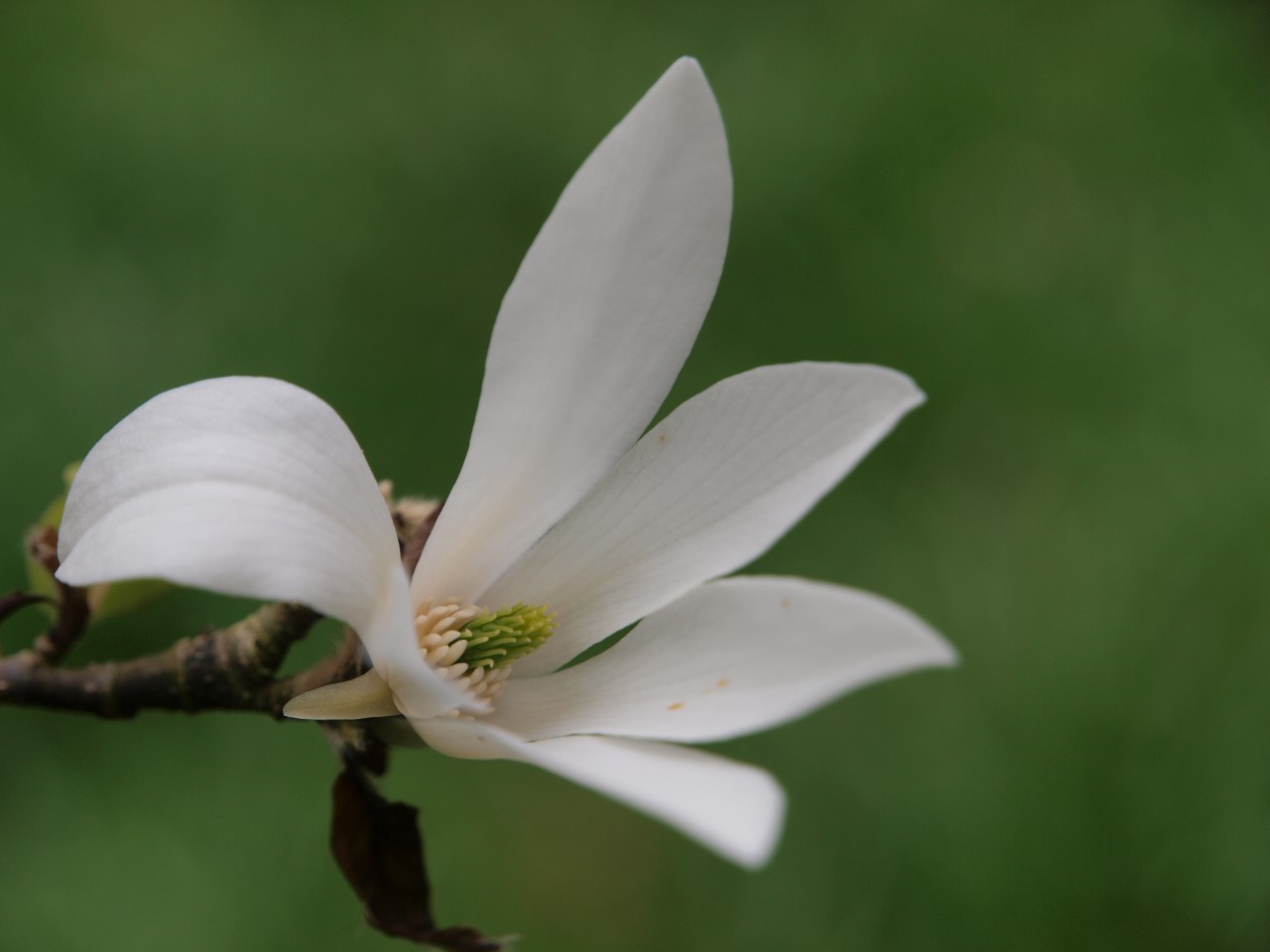 magnolia kobus